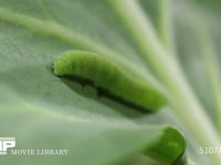 モンシロチョウ５齢幼虫 終齢幼虫　キャベツの葉を食う