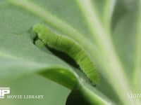 モンシロチョウ５齢幼虫 終齢幼虫　キャベツの葉を食う