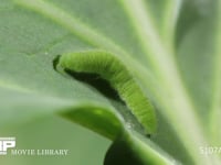 モンシロチョウ５齢幼虫 終齢幼虫　キャベツの葉を食う