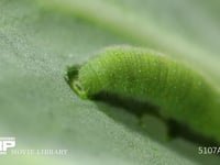 モンシロチョウ５齢幼虫 終齢幼虫　キャベツの葉を食う