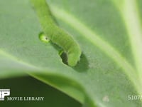 モンシロチョウ５齢幼虫 終齢幼虫　キャベツの葉を食う