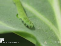 モンシロチョウ５齢幼虫 終齢幼虫　キャベツの葉を食う