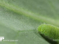 モンシロチョウ５齢幼虫 終齢幼虫　キャベツの葉を食う