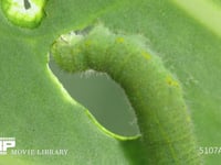 モンシロチョウ５齢幼虫 終齢幼虫　キャベツの葉を食う