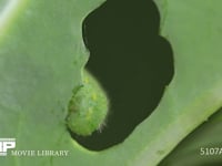 モンシロチョウ５齢幼虫 終齢幼虫　キャベツの葉を食う