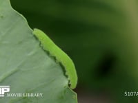 モンシロチョウ５齢幼虫 終齢幼虫　葉の端を歩く