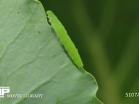 モンシロチョウ５齢幼虫 終齢幼虫　葉の端を歩きながら糞をする