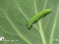 モンシロチョウ５齢幼虫 終齢幼虫　糸を吐きながらキャベツ葉上を歩く