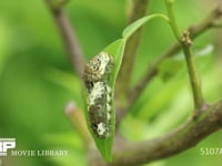 アゲハチョウ４眠幼虫 ５齢幼虫への脱皮準備