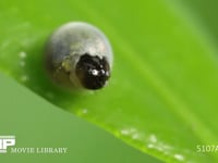 アゲハチョウ卵　ふ化　④ 殻の穴が大きくなってきた。間もなく脱出が始まる