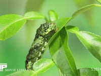 アゲハチョウ幼虫脱皮　約５分前① ４齢幼虫→５齢幼虫　緩やかな蠕動運動で徐々に表皮を後ろにずらす