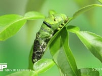 アゲハチョウ幼虫脱皮　⑥ ４齢幼虫→５齢幼虫　表皮が次第に後退、５齢幼虫の体が出てくる