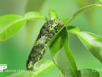 アゲハチョウ幼虫脱皮　② ４齢幼虫→５齢幼虫　表皮が次第に後退、５齢幼虫の体が出てくる