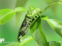 アゲハチョウ幼虫脱皮　⑤ ４齢幼虫→５齢幼虫　表皮が次第に後退、５齢幼虫の体が出てくる