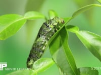 アゲハチョウ幼虫脱皮　③ ４齢幼虫→５齢幼虫　表皮が次第に後退、５齢幼虫の体が出てくる