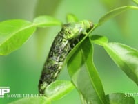 アゲハチョウ幼虫脱皮　④ ４齢幼虫→５齢幼虫　表皮が次第に後退、５齢幼虫の体が出てくる