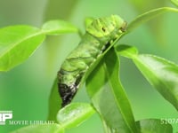 アゲハチョウ幼虫脱皮　⑨ ４齢幼虫→５齢幼虫　ほぼすべての４齢幼虫の皮が抜ける。　