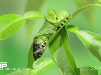 アゲハチョウ幼虫脱皮　⑧ ４齢幼虫→５齢幼虫　ほぼすべての４齢幼虫の皮が抜ける。　