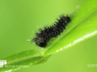 アゲハチョウ１齢幼虫 