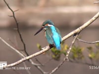 カワセミ 枝にとまって小魚を狙う