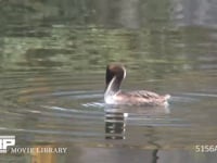 カンムリカイツブリ 海面で羽づくろい