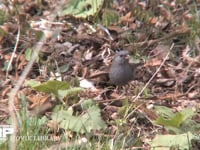 クロジ 地上で餌をとる