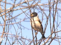 コイカル エノキの実を食べる