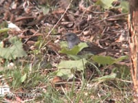 クロジ 地上で餌をとる