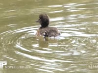 キンクロハジロ幼鳥 公園の池で繁殖した