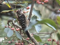 コゲラ マユミの実を食べる