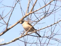 コイカル エノキの実を食べる