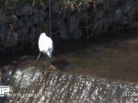コサギ 川の堰で小魚を捕まえる