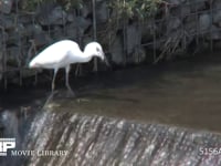 コサギ 川の堰で小魚を捕まえる