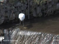 コサギ 川の堰で小魚を捕まえる