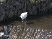 コサギ 川の堰で小魚を捕まえる