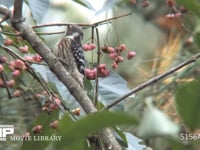 コゲラ マユミの実を食べる