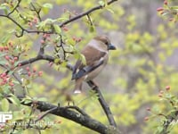 シメ ズミの枝にとまる