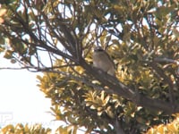 セアカモズ 珍鳥、枝にとまる