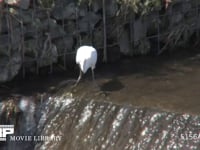 コサギ 川の堰で小魚を捕まえる