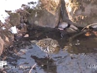 トラツグミ 流れで餌をとる