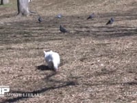 ネコ 公園でドバトを襲うが失敗する