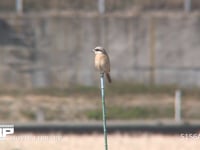 セアカモズ 珍鳥、畑の杭にとまる