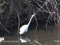 ダイサギ 川の渕を歩き餌を探す