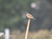 ノビタキ 畑の中の竹にとまる