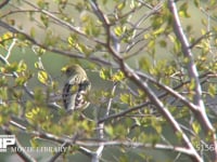 ノジコ 準絶滅危惧種、枝にとまる