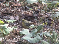 ノジコ 準絶滅危惧種、地上で餌とり