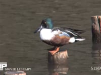 ハシビロガモ 杭の上で羽づくろい