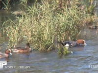 ヒドリガモ 川で水草を食べる