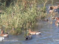 ヒドリガモ 川で水草を食べる