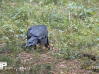 ハシブトガラス カキの実を食べる